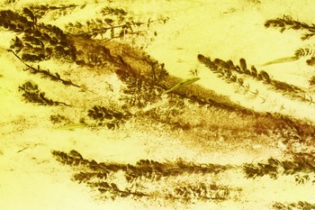 N 054D